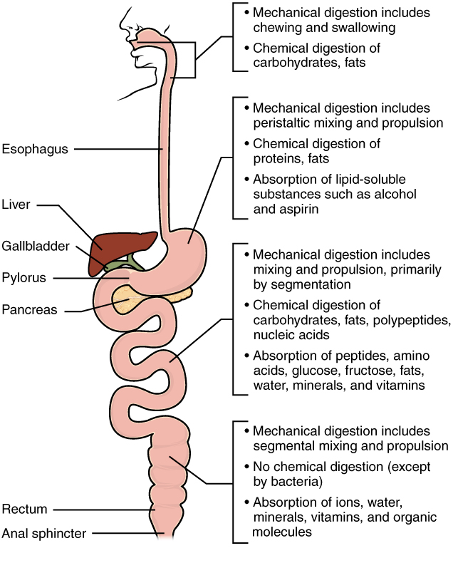 scientific diagram illustrating the digestion process and fat absorption during weight loss treatment