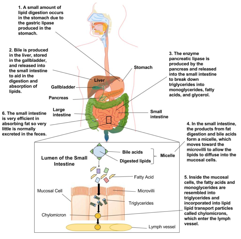 Diagram of a fat blocker overview showing how orlistat prevents fat absorption for weight management