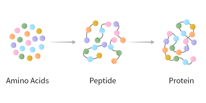 Diagram of simple peptides illustrating basic protein chains for beginners.