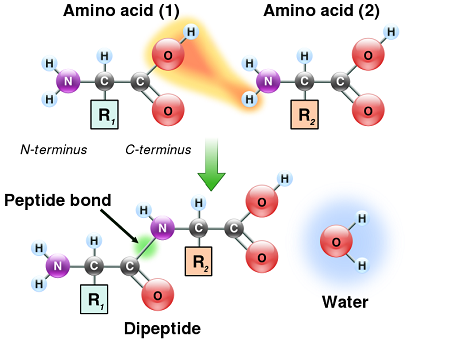 Understanding how amino acids and peptides work in the body safely