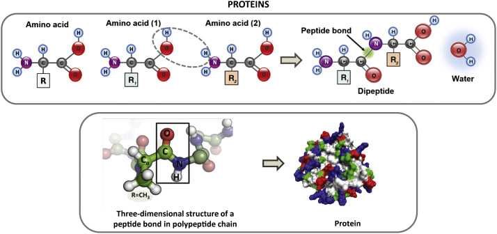 Comparing what are peptides and proteins through amino acids and protein science.