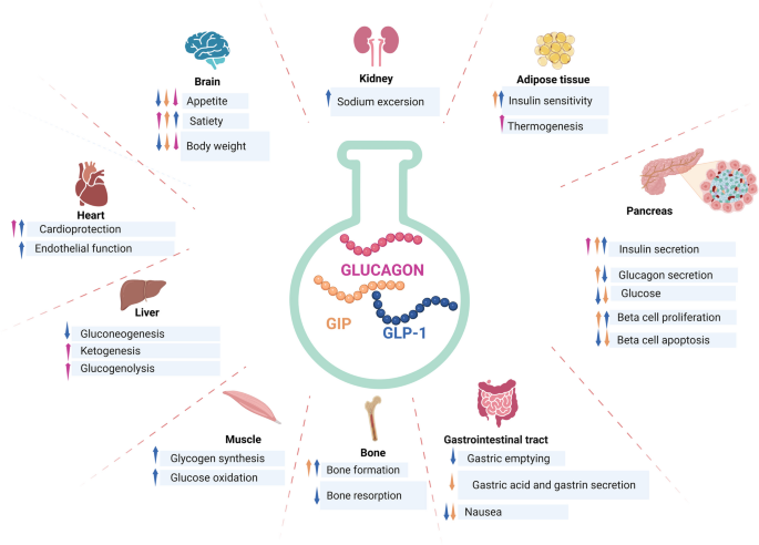 Infographic explaining how retatrutide peptide acts as a slimming solution through triple agonist pathways