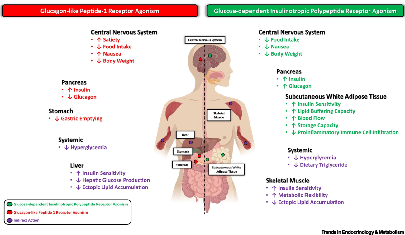 Diagram of dual hormone therapy showing what is tirzepatide interaction with GIP and GLP-1 receptors
