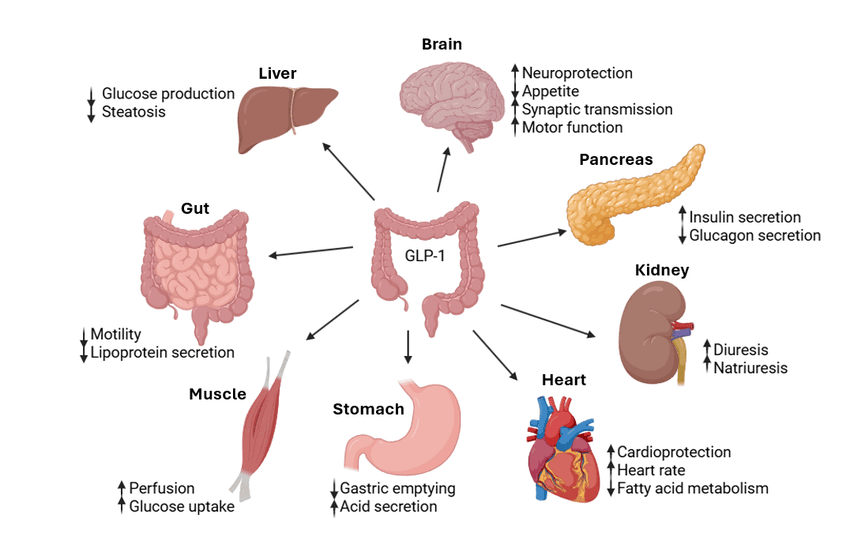 How to buy tirzepatide and understand its dual action on metabolic hormones